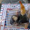 小ぶりでふわっとした握り