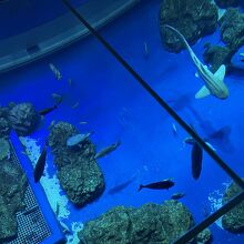 DMMかりゆし水族館