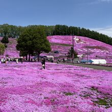 藻琴山温泉 芝桜公園