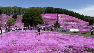 藻琴山温泉 芝桜公園