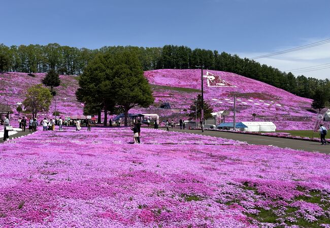 藻琴山温泉 芝桜公園