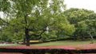 千葉県立柏の葉公園