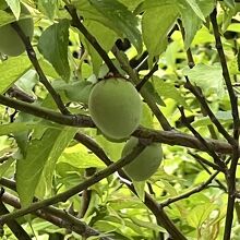 敷地内にある、落ちない梅
