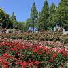 薔薇が美しい！荒牧バラ園