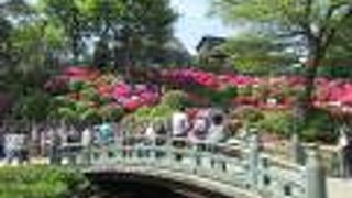 文京つつじまつり