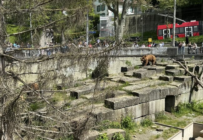 ３頭のクマが動き回っている
