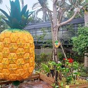 パイナップルと植物園