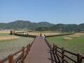順天湾自然生態公園 (葦群落地)