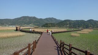 順天湾自然生態公園 (葦群落地)