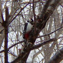 亜種エゾアカゲラ