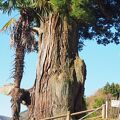 丹沢の奥にある巨木　箒杉