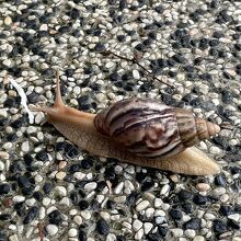 全長20cm超えのカタツムリ