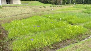 牛久市観光アヤメ園