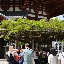 フジがたれ始めた南円堂