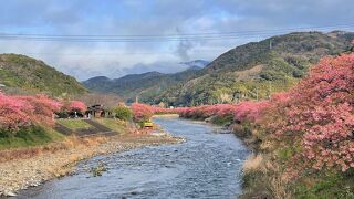 艶やか、圧巻です