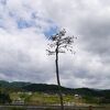 奇跡の松の在りしところ・・