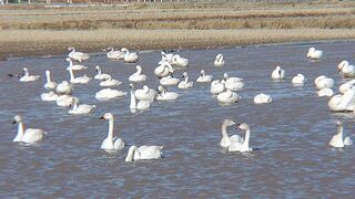 タヒバリが見られました。