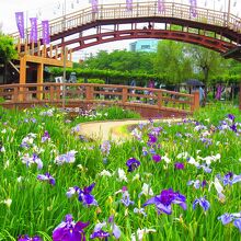 水郷潮来あやめ園