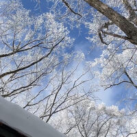 和田野の森の元旦