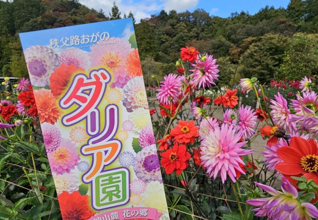 両神山麓花の郷ダリア園