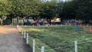 桜の苗木はありませんでした