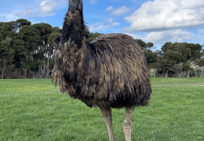 エミューやカンガルーが間近で見られる