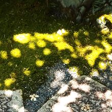 散った沙羅の花。１日花で今年のピークは１１日？