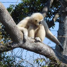 シロテテナガザル