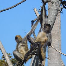 ジェフロイクもザル