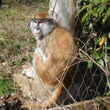 バタスモンキー