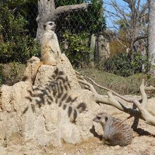 ミーアキャット