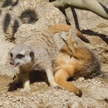 じゃれるミーアキャット