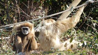 ときわ動物園 クチコミ・アクセス・営業時間｜宇部・小野田