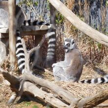 ワオキツネざる