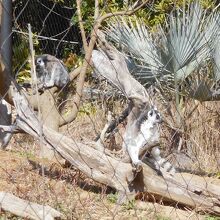 ワオキツネザル