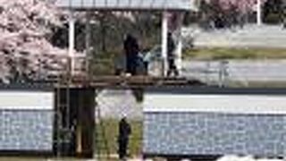 天童桜まつり「人間将棋」