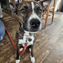 こはく君（2歳）