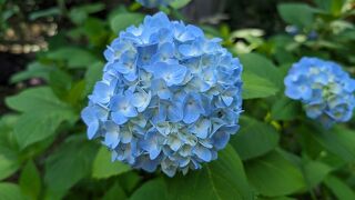 宗吾霊堂紫陽花まつり