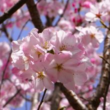 桜前線開花便り