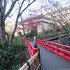 梅やサザンカ、冬桜が咲いていました