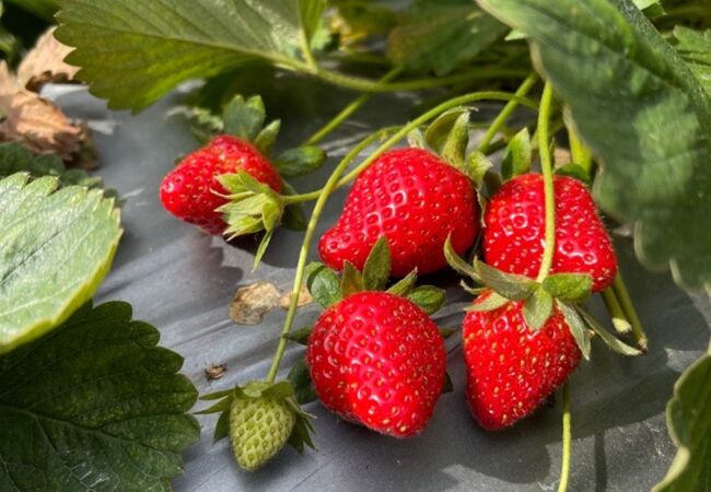 大湖酒荘(草苺文化館)