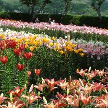 篠山玉水ゆり園あじさい園