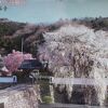 隠れた名所樹齢300年の大糸櫻