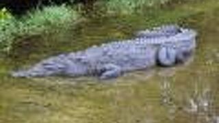 アリゲーター31頭、アメリカワニ（クロコダイル）2頭、計33頭！思う存分野生のワニを見ることができました