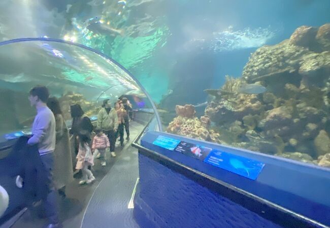 上海海洋水族館