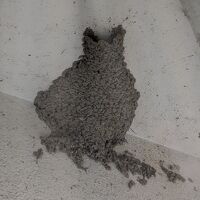 一般的な巣よりも大きく、出入口が狭まっています