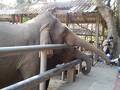 チェンマイ動物園
