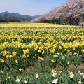 スイセン畑は圧巻
