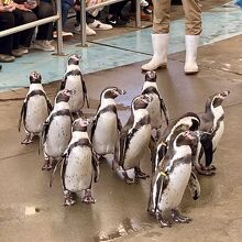 ペンギンの散歩