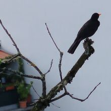 ブラックバード